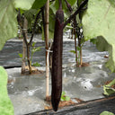 'Yuqie No.5' Eggplant Seeds, 8g