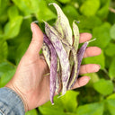 Purple Speckled Kidney Bean, 50 Seeds