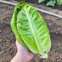 W1358 Crisp Sweet Oxheart Lettuce, 3 Grams ≈ 1000 Seeds