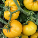 548 Sean's Yellow Dwarf Tomato, 5 Seeds