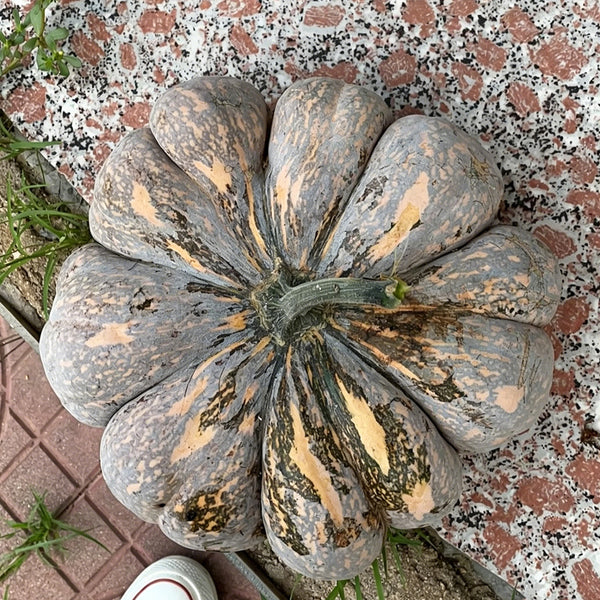 'Jing Xiangmi 201' Pumpkin, 15 Seeds