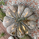 'Jing Xiangmi 201' Pumpkin, 15 Seeds