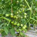 65 Grinch Dwarf Cherry Tomato, 5 Seeds