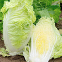 'Jiaoyan Guifei' Baby Cabbage Seeds, 10g