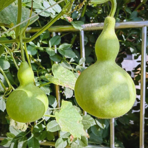 Giant Birdhouse Gourd, 10 Seeds