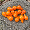 504 Orange Pear Tomato, 5 Seeds