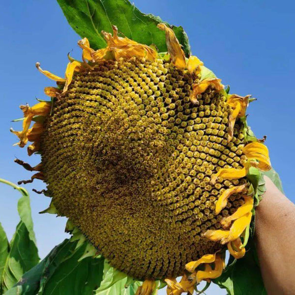 Short-stemmed Oil Sunflower Seeds, 20g
