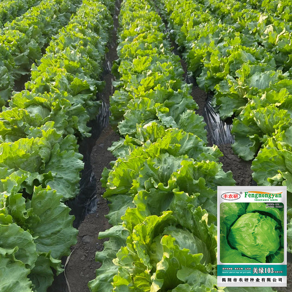 Meilü 103 Crisphead Lettuce, 2000 Seeds
