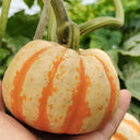 Yellow Beibei Pumpkin Seeds, 3 Seeds