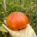 'Fairytale' Tomato Seeds, 5 Seeds
