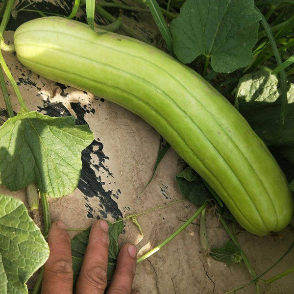 Qinglong Cucumber Seeds