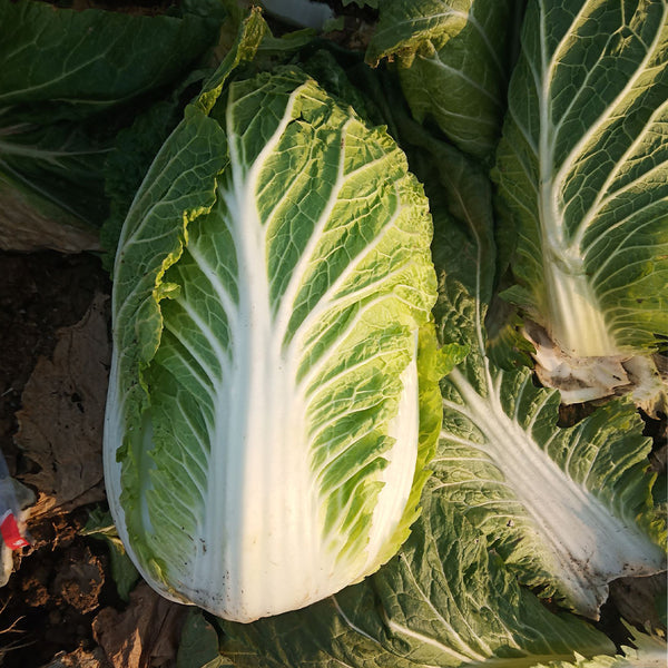 'Jiaoyan Qiubao' Chinese Cabbage Seeds, 10g