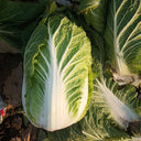 'Jiaoyan Qiubao' Chinese Cabbage Seeds, 10g