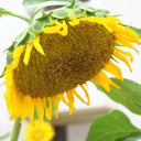 Super Giant Edible Sunflower Seeds, 10g