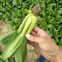 'Hezhiyuan' Shanghai Bok Choy Seeds, 10g