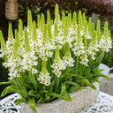 U2219 White Star of Bethlehem Bulbs, 0.3-0.4 in (0.8-1 cm), 10 Bulbs