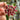 Hoya rosita, 5 Cuttings