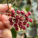 Hoya rosita, 5 Cuttings