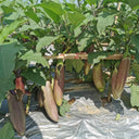 'Yu Zhusiqie 881' Hybrid Eggplant Seeds, 8g