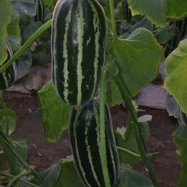 Shengmei No.1 F1 Melon, 200 Seeds