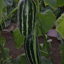 Shengmei No.1 F1 Melon, 200 Seeds