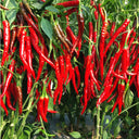 Chaodi Pepper Seeds, 0.3g