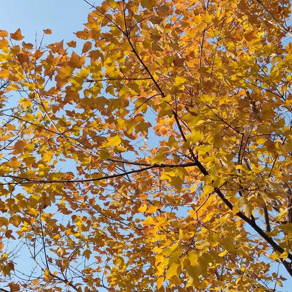 Trident Maple Tree, 100 Seeds