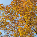Trident Maple Tree, 100 Seeds
