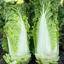 'Jinqi No.5' Chinese Cabbage Seeds, 5g