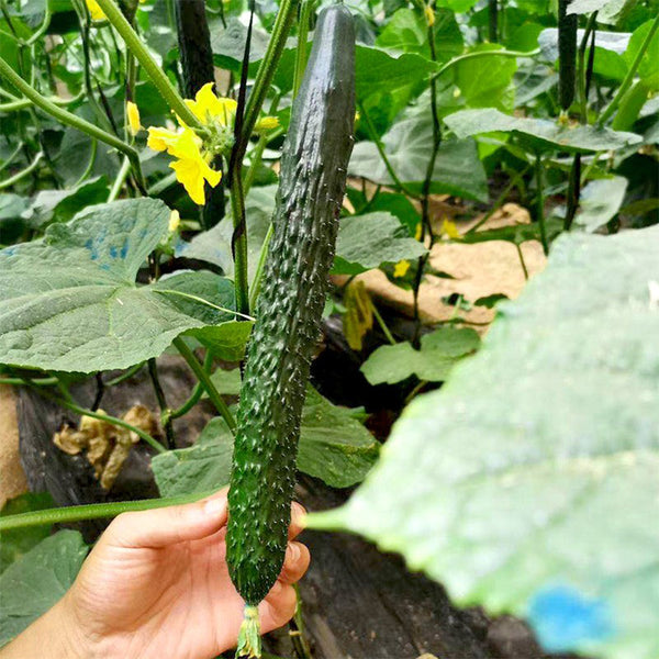 Zhongnong Spring-Autumn Hybrid Cucumber F1 Seeds, 3g