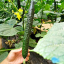 Zhongnong Spring-Autumn Hybrid Cucumber F1 Seeds, 3g