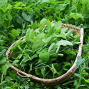 Pea Seeds for Microgreens, 15g Per Bag