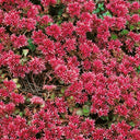'Summer Glory' Stonecrop, 20 Seeds