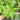 Chaozhou Jute Leaf Seeds, 10g