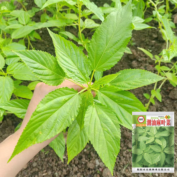 Chaozhou Jute Leaf Seeds, 10g