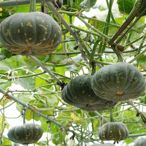 Mibei 306 Pumpkin Seeds, 10g