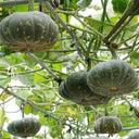 Mibei 306 Pumpkin Seeds, 10g
