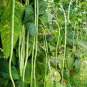 Yapajia 28-2 Yardlong Bean Seeds, 5 × 5g Bags