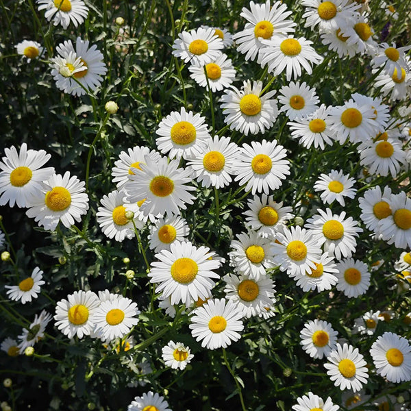 Shasta Daisy, 1g