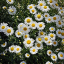 Shasta Daisy, 1g