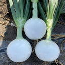White Bulb Onion Seeds, 10 Grams = 2500~ 3000 Seeds