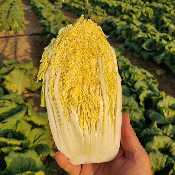 ‘Golden Pearl’ Baby Cabbage Seeds, 5g