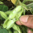 Jiaoda No.18 Edamame, 100 Seeds