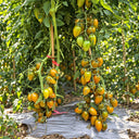 527 Green Ripper Tomato, 5 Seeds