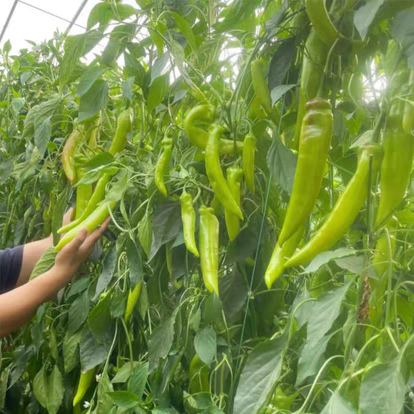 Ruila Spicy Goat's Horn Pepper Seeds, 50 Seeds