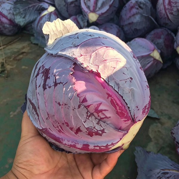 W957 Purple Wind Red Cabbage, 50 Seeds