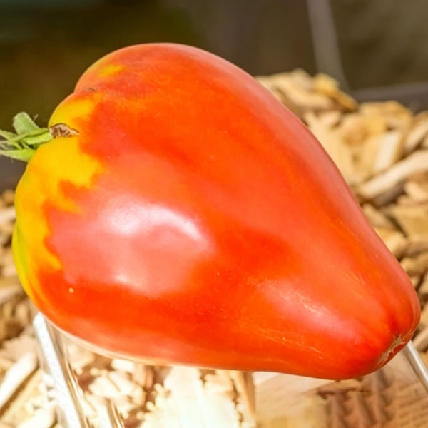 754 Uncle Steve's Oxheart Tomato, 5 Seeds