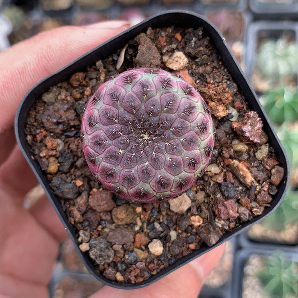 Sulcorebutia rauschii Live Cactus, 2-3cm