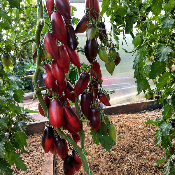 170 Cream Gourmet Tomato, 5 Seeds