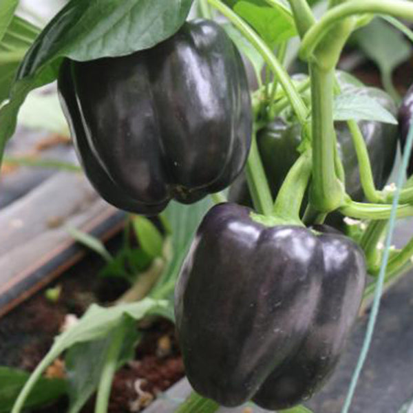 Black Fruit Sweet Pepper, 50 Seeds